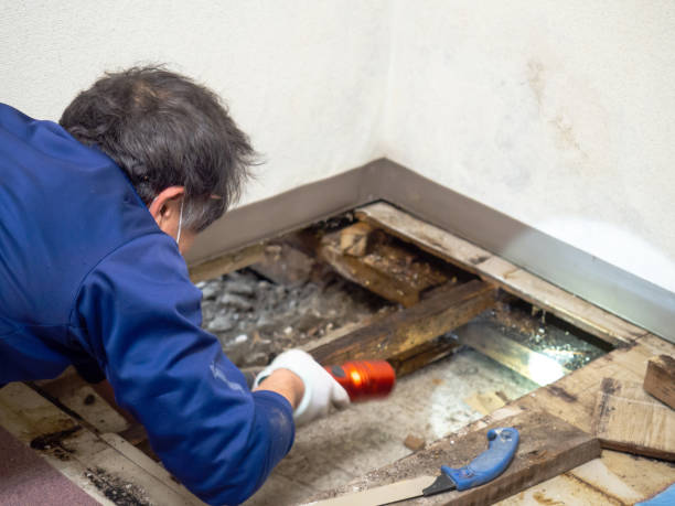 Best Preventive Mold Services in Fishersville, VA