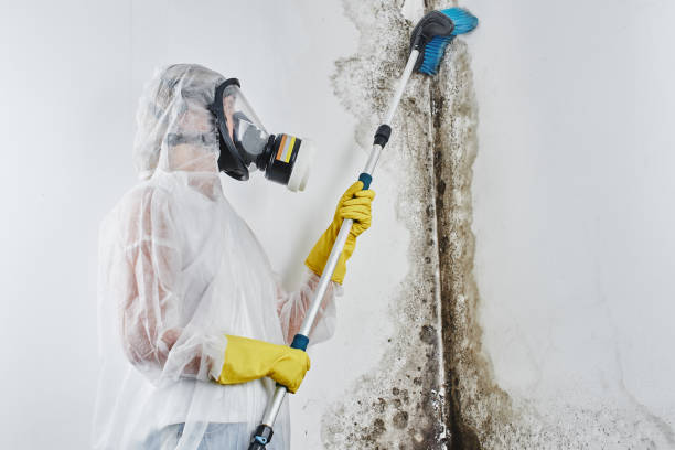 Best Insurance-Related Mold Remediation in Fishersville, VA