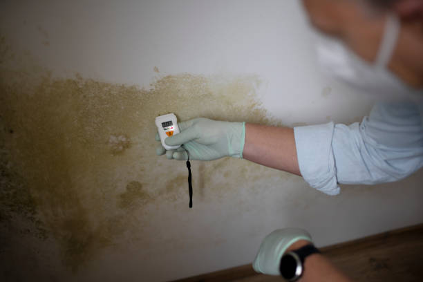 Best Basement Mold Remediation in Fishersville, VA