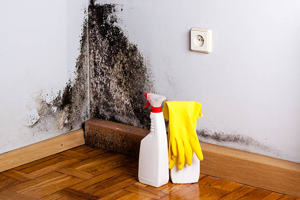 Best Localized Mold Remediation (e.g., coastal areas, humid climates) in Fishersville, VA