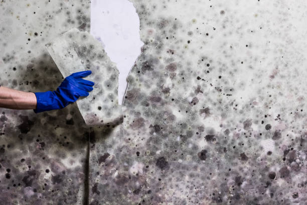 Best Residential Mold Remediation in Fishersville, VA